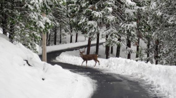 Lakeside Retreat: Pine Mountain Luxury Near Yosemite * Groveland